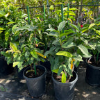 Black Peral Wax Apple
