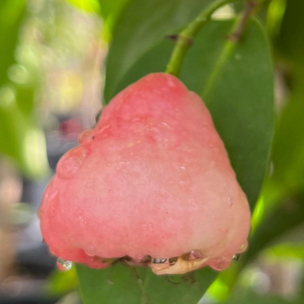 Black Peral Wax Apple