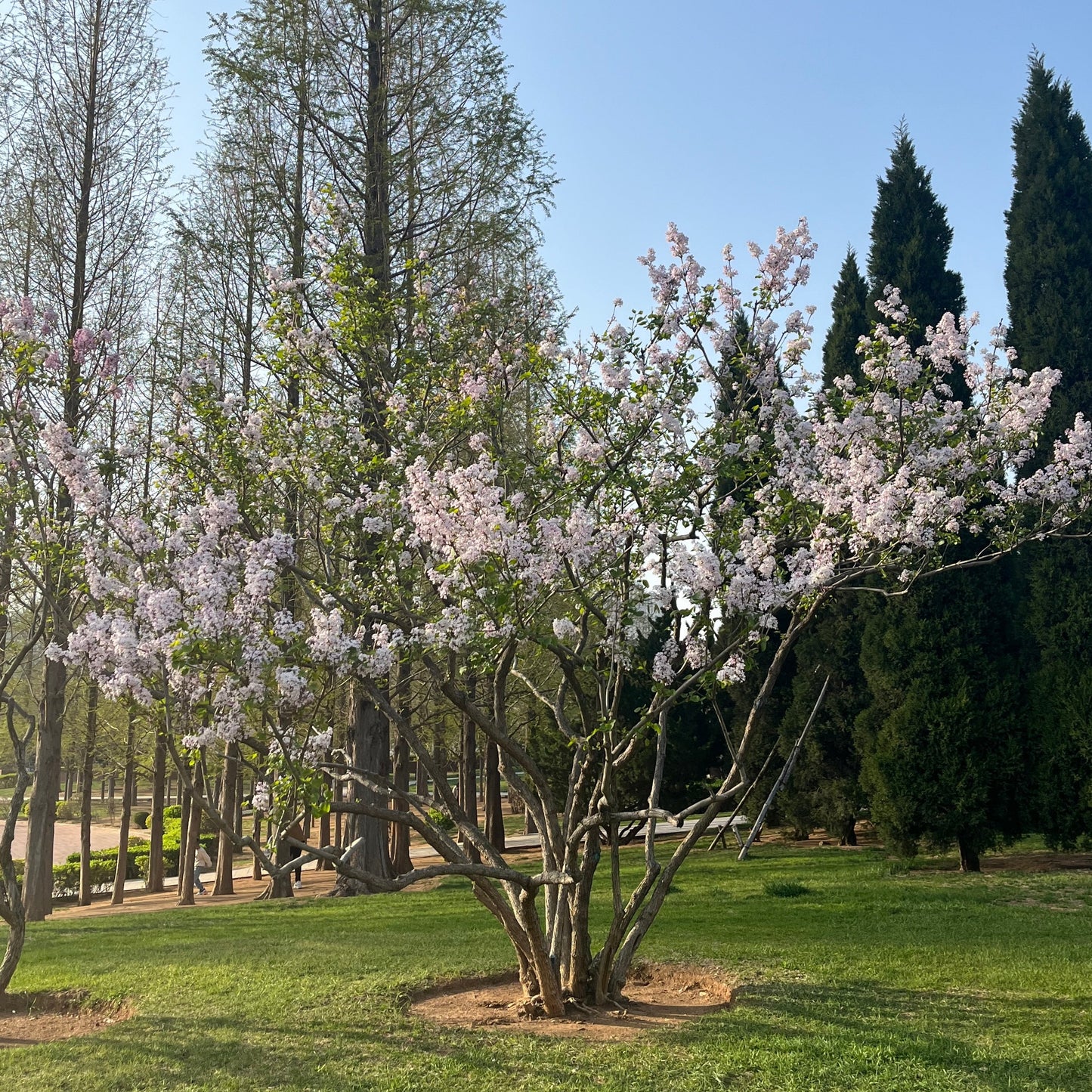 Lilac Tree - Purple Flowers