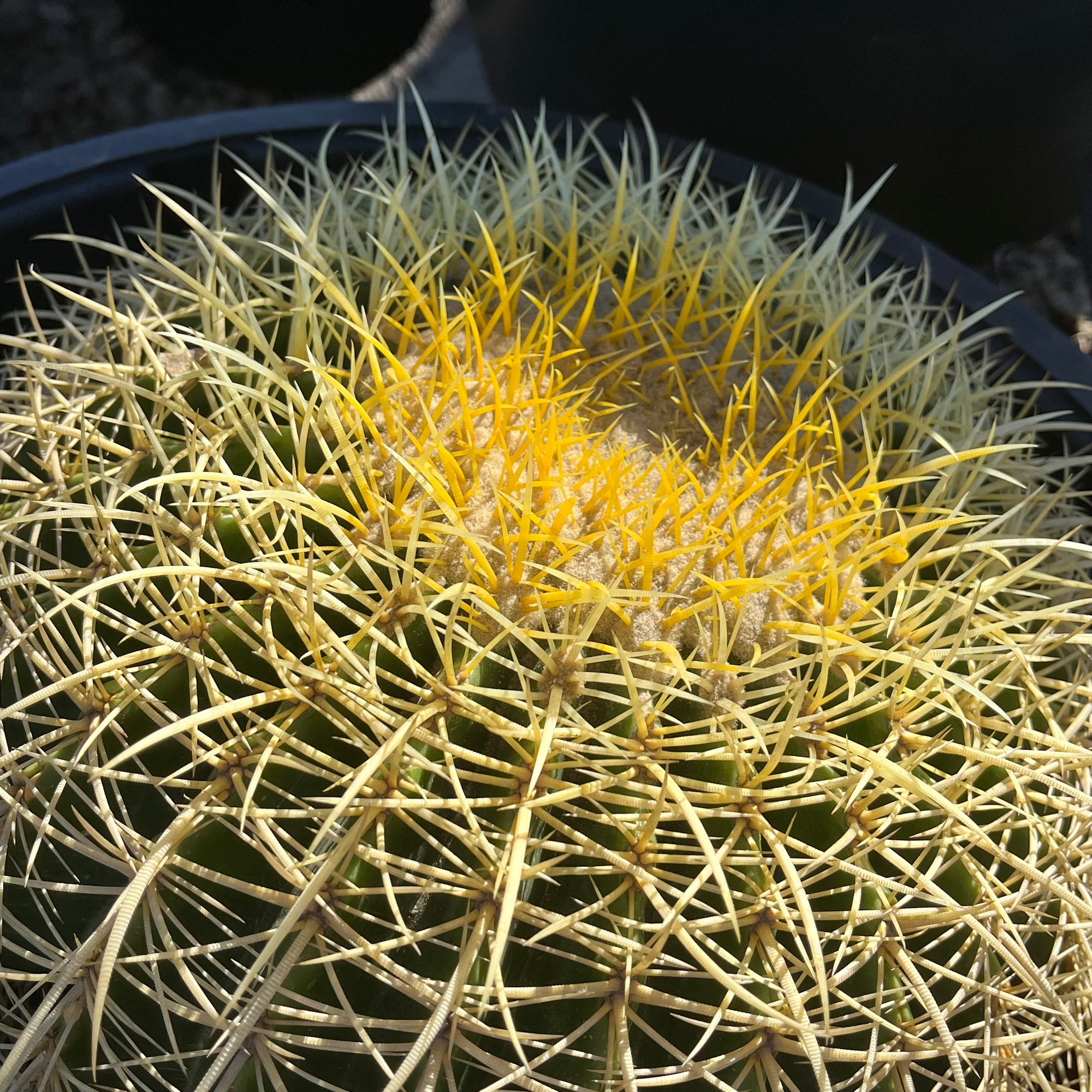 Golden Baned Cactus