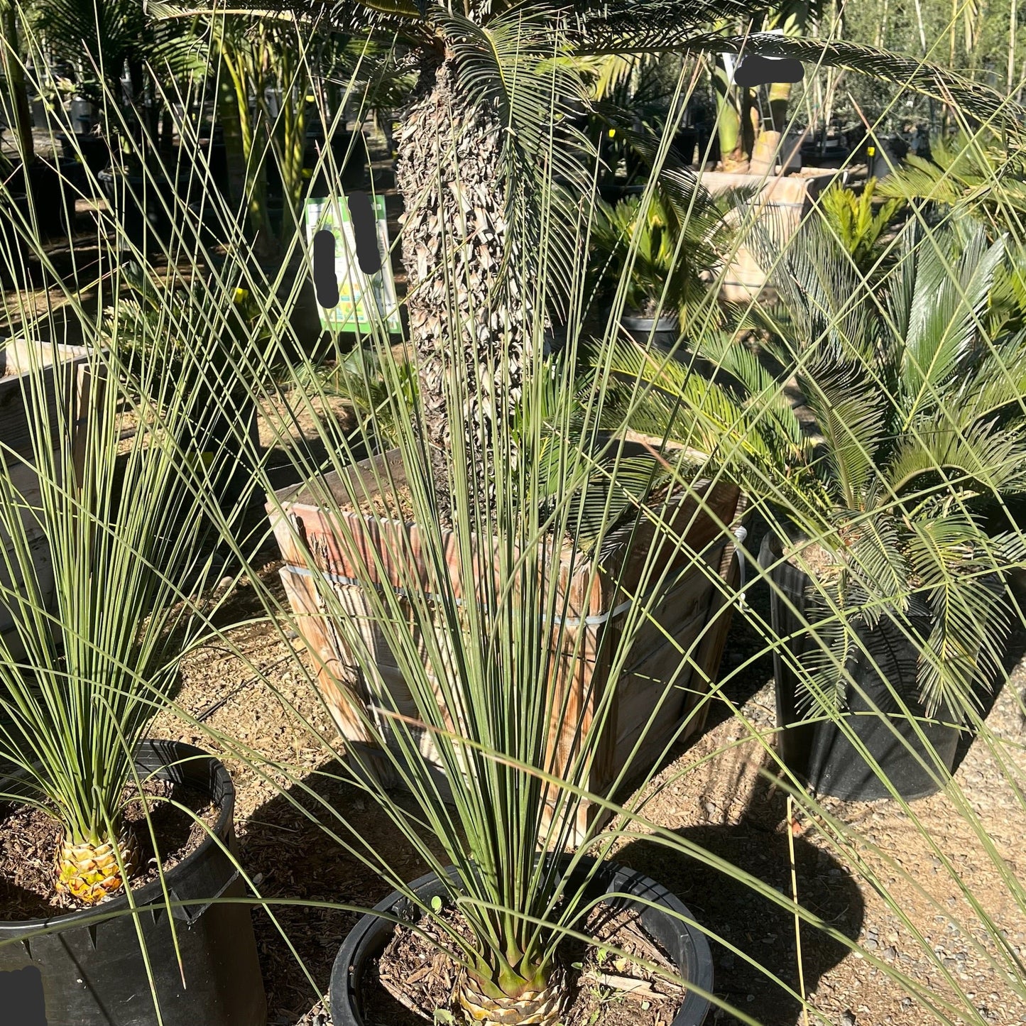 Yucca longifolia - Mexican grass 