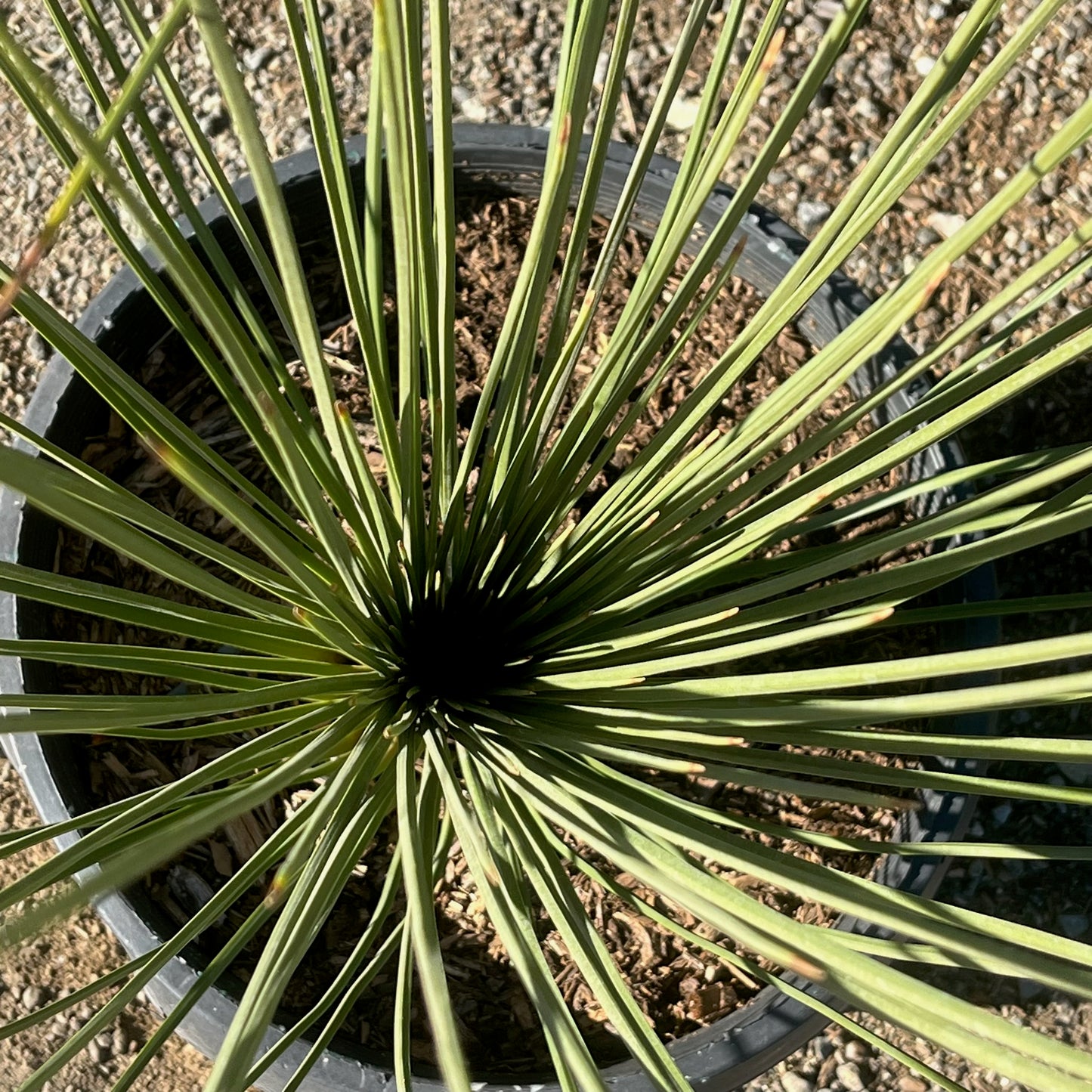 Yucca longifolia - Mexican grass 