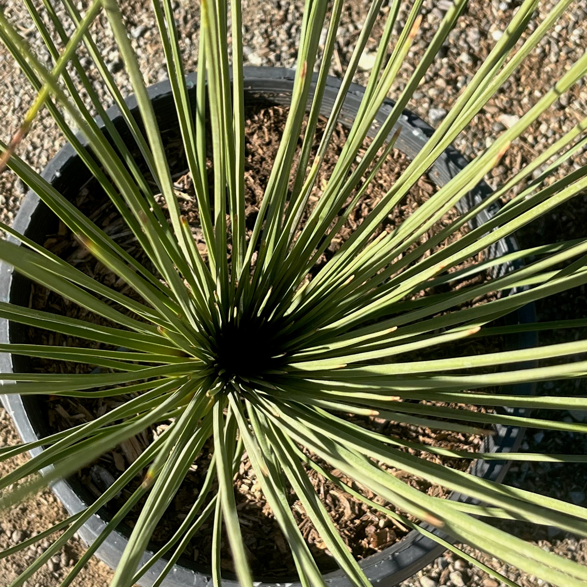 Mexican Grass Tree