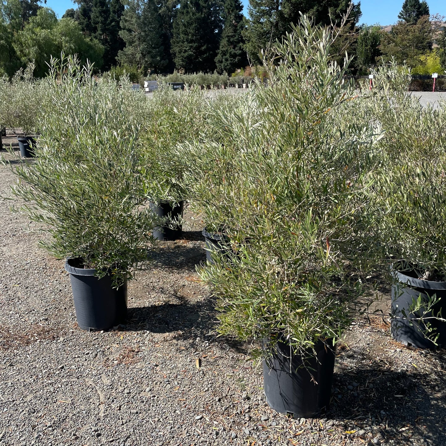 Olive Trees - Majestic Beauty