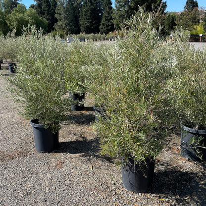 Olive Trees - Majestic Beauty