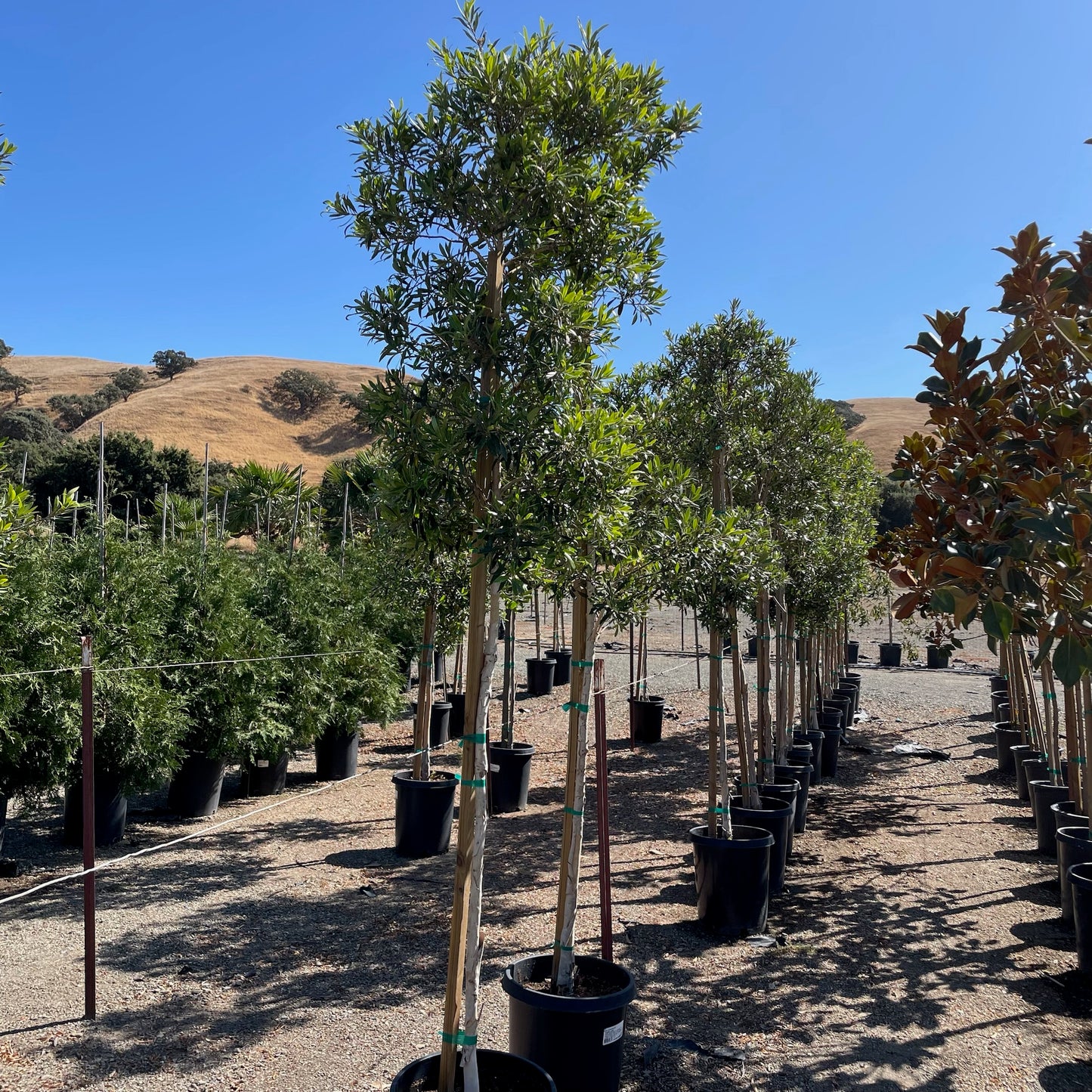 Water elm-Golden peach willow