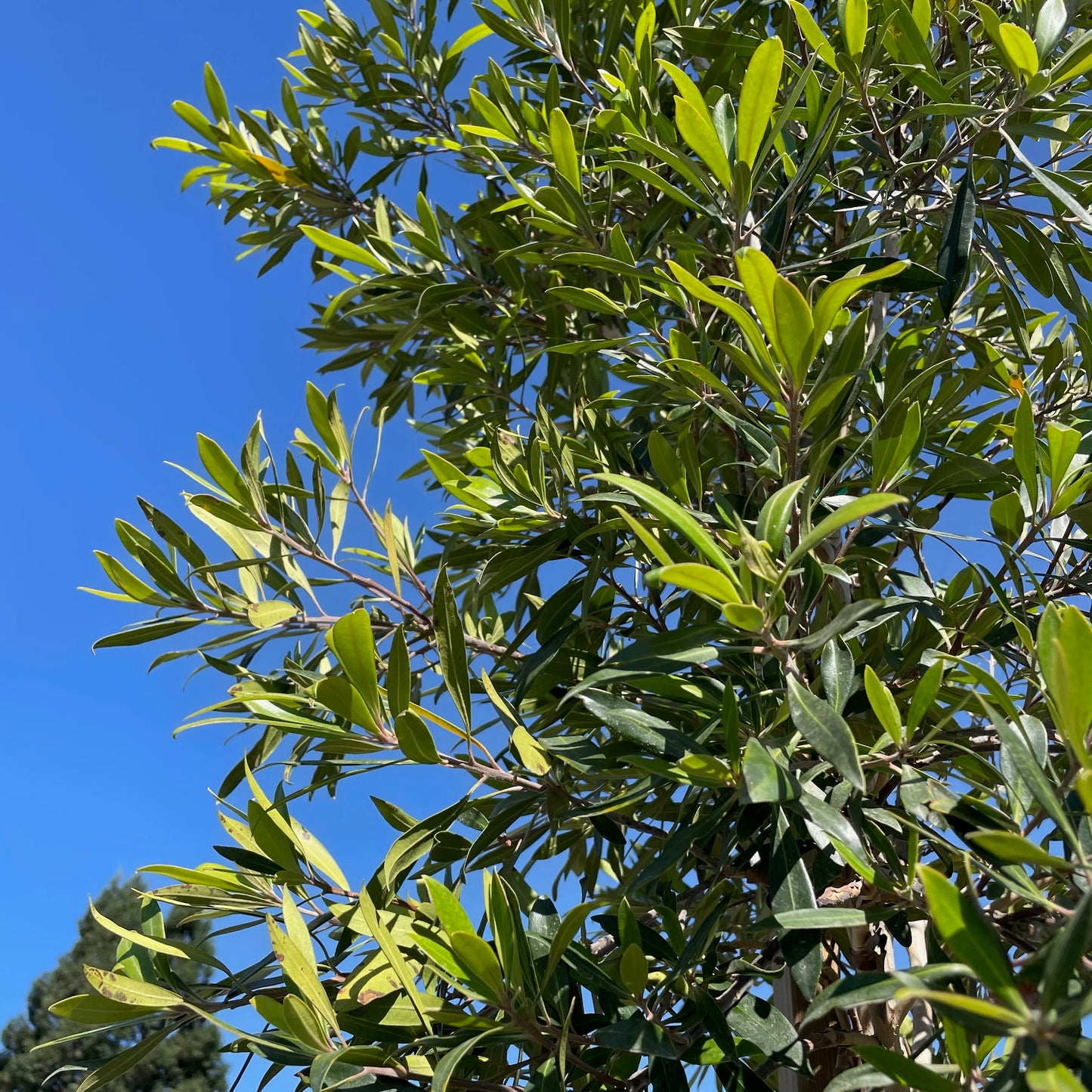 Water elm-Golden peach willow