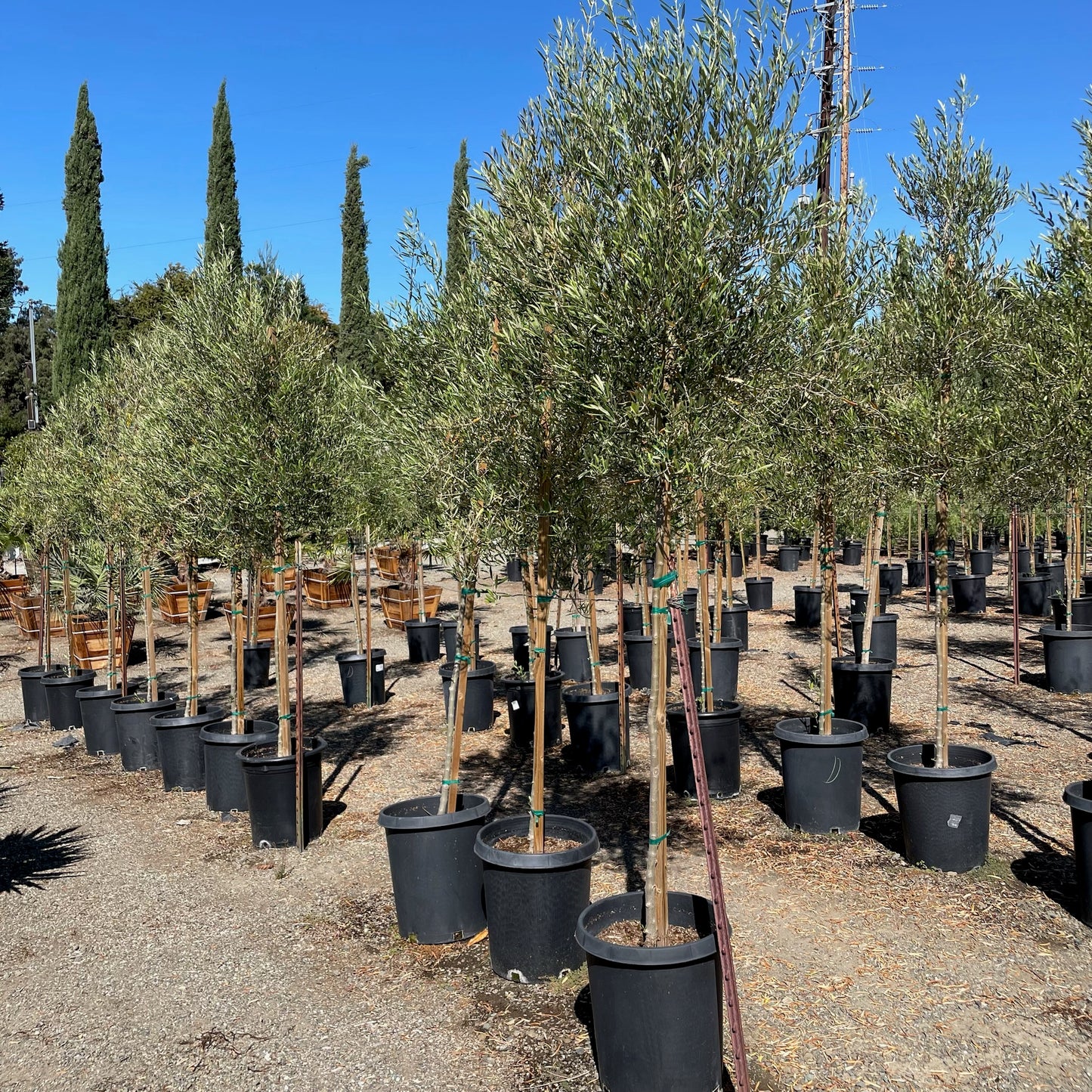 Olive Trees - Majestic Beauty