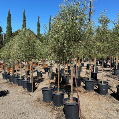 Olive Trees - Majestic Beauty