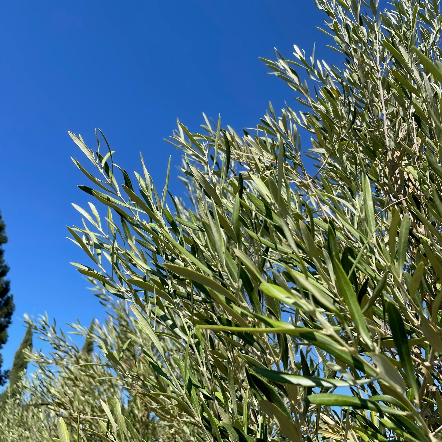 Olive Trees - Majestic Beauty