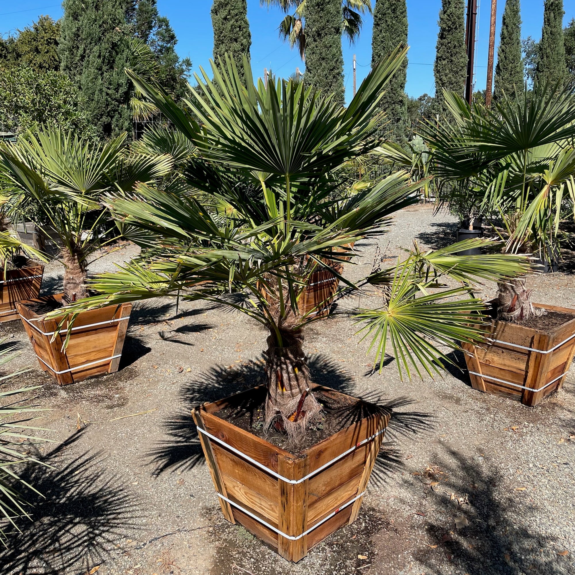 WindmillI Palm