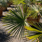 WindmillI Palm
