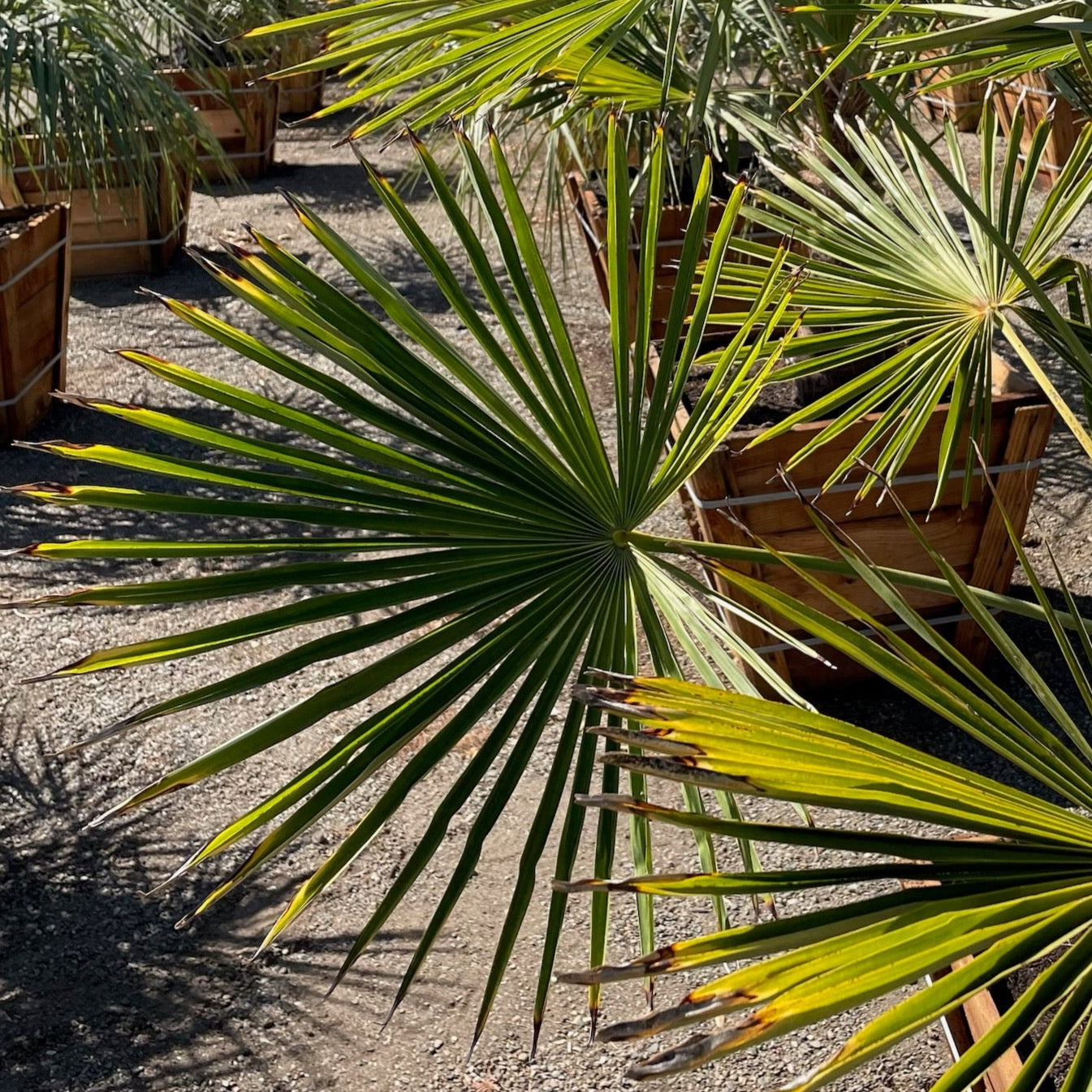 WindmillI Palm
