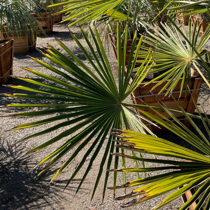 Palm Tree - Windmill Palm