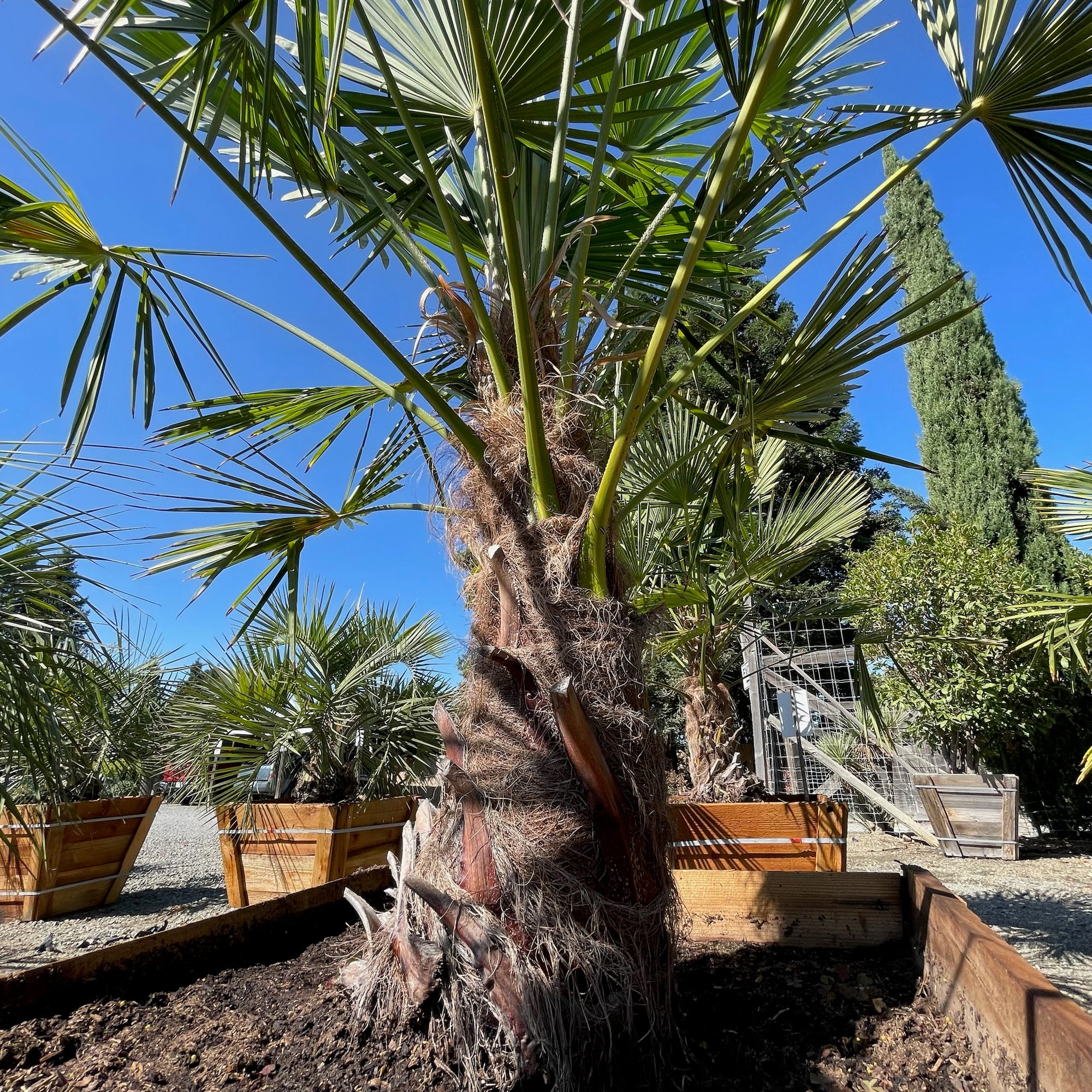 WindmillI Palm
