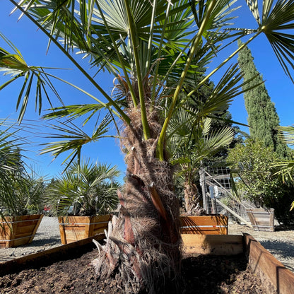 Palm Tree - Windmill Palm