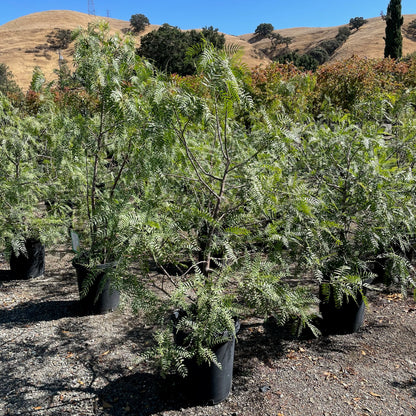 Rhus - California Pepper Tree