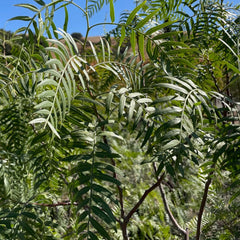 漆树科-加州胡椒树