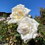 Full Sail Rose
