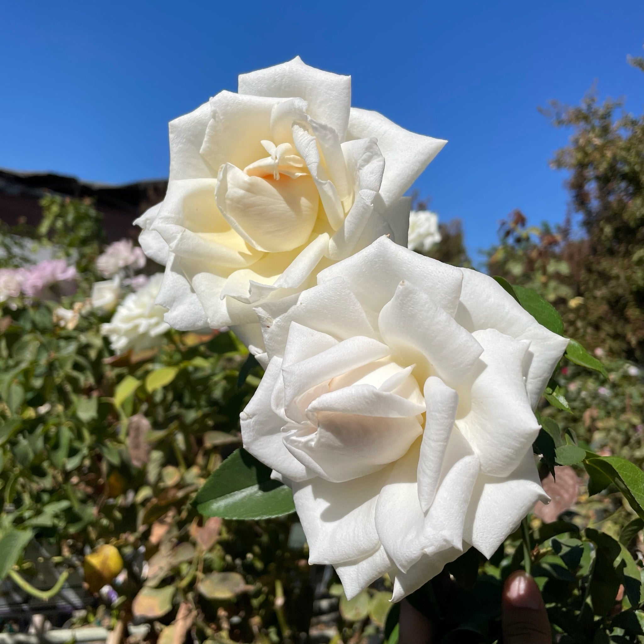 Full Sail Rose