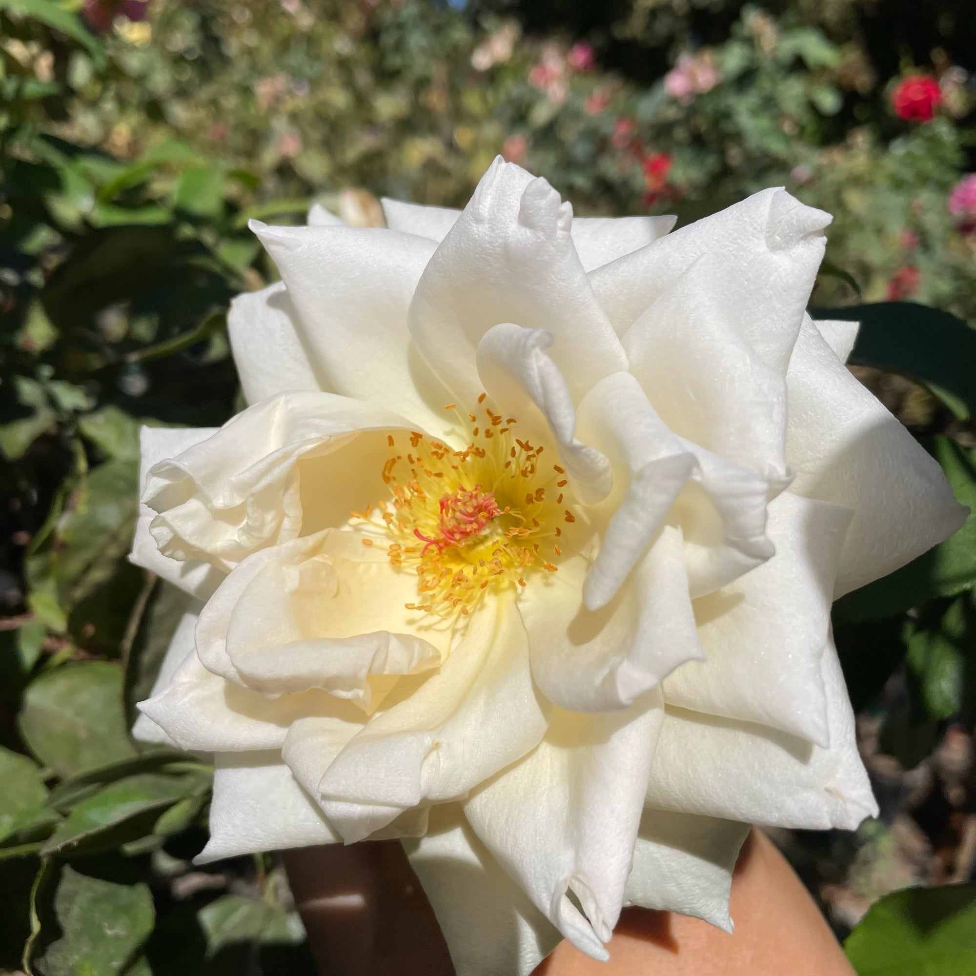 Full Sail Rose