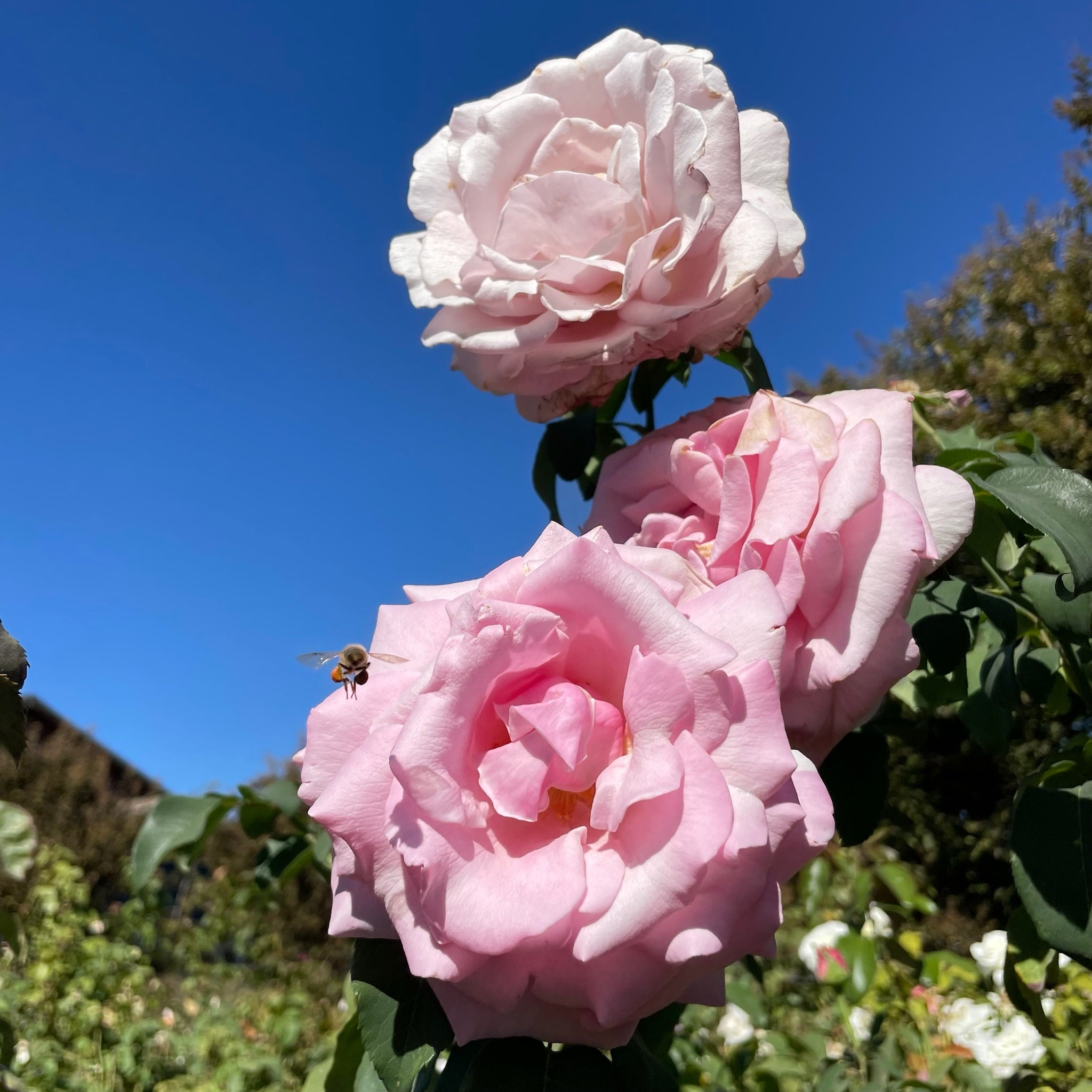 Memorial Day™ Rose
