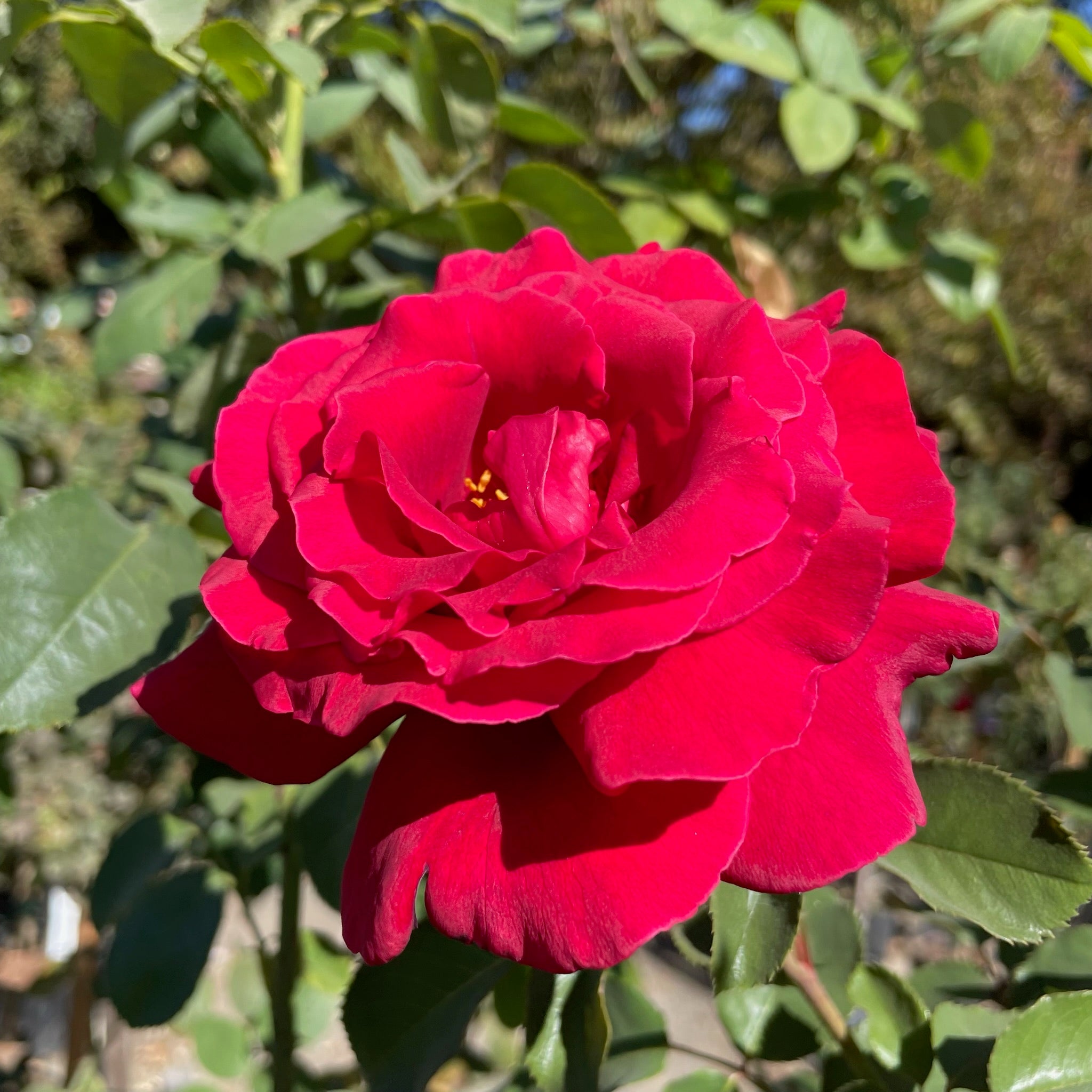 Firefighter® Rose