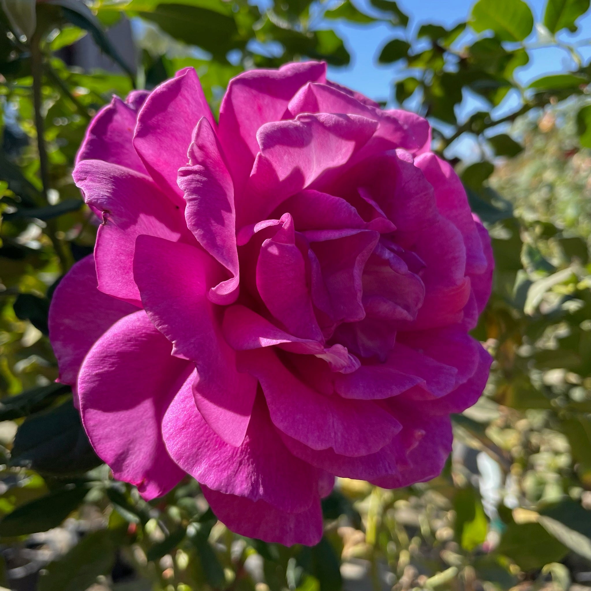 Perfume Factory™ Rose