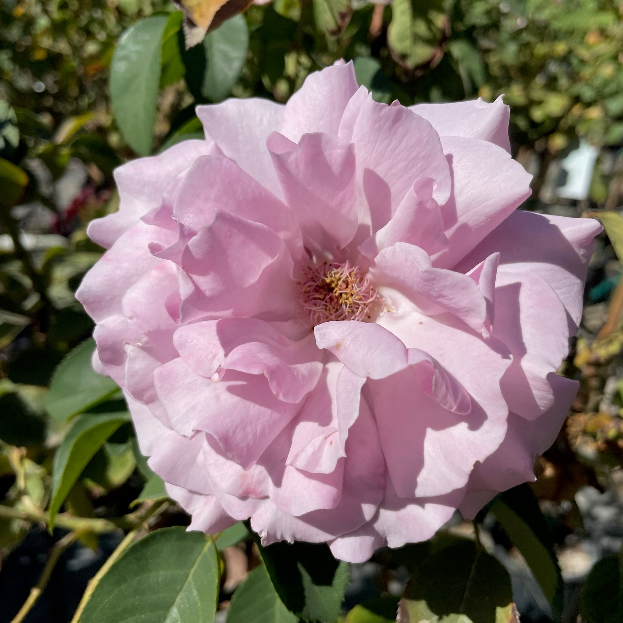 Love Song Rose