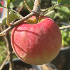 苹果树-粉红女士苹果