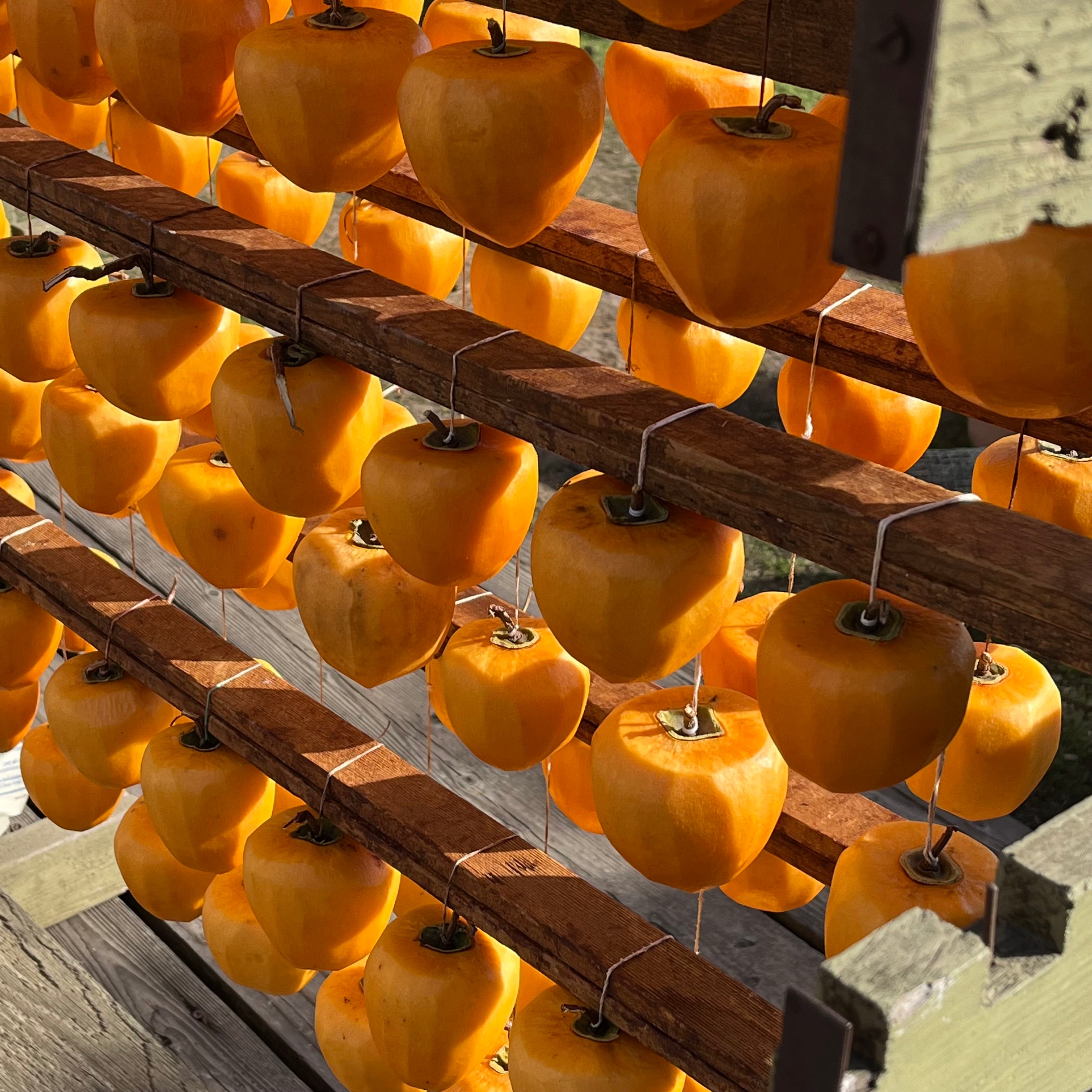 Hachiya Persimmon