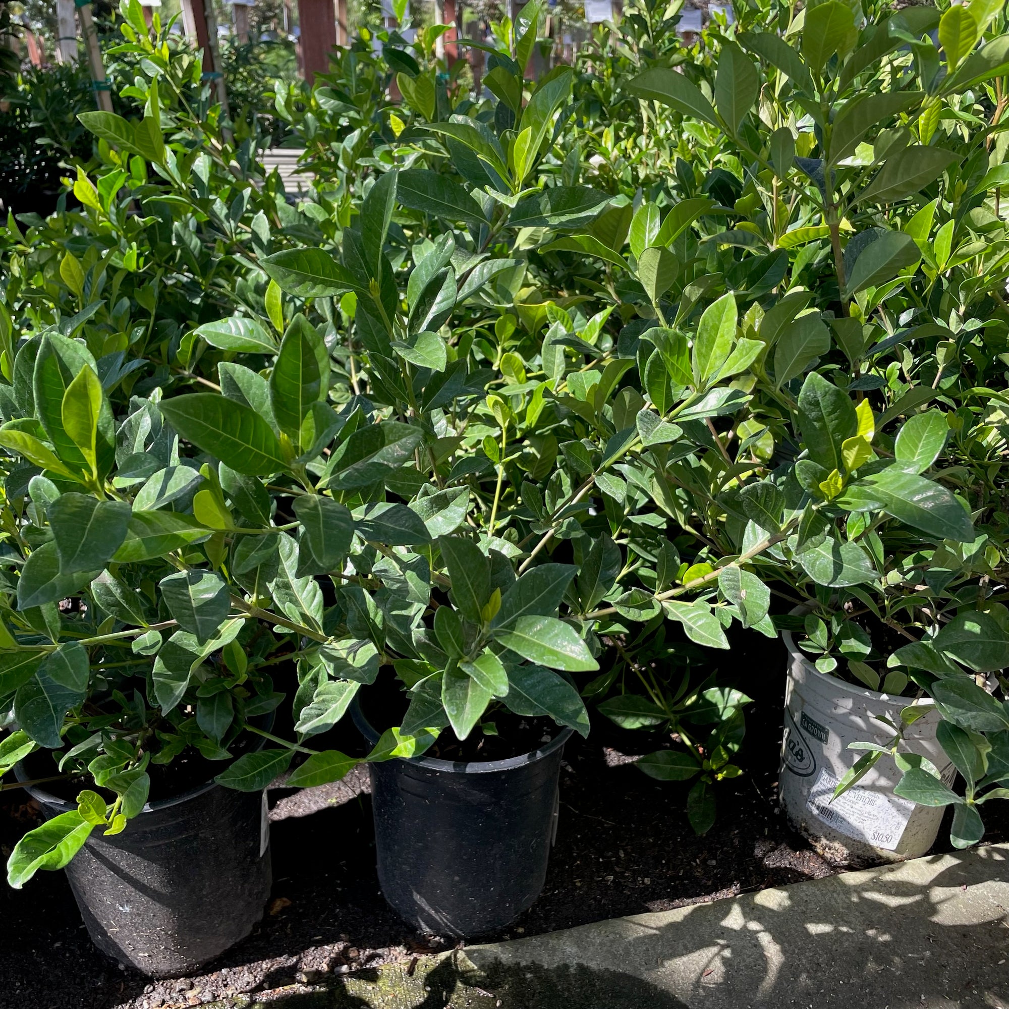 Veitchii Gardenia
