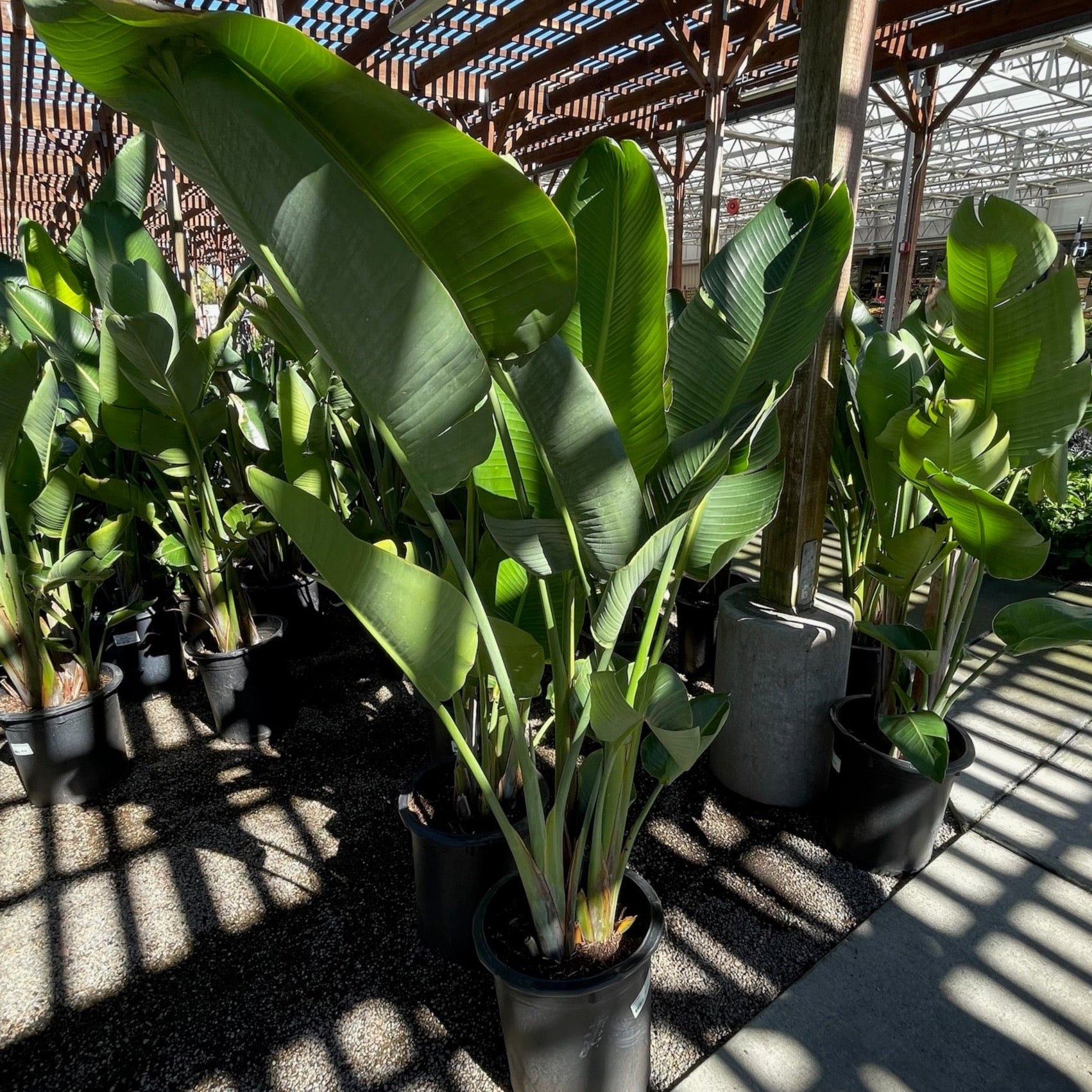 Giant Bird Of Paradise