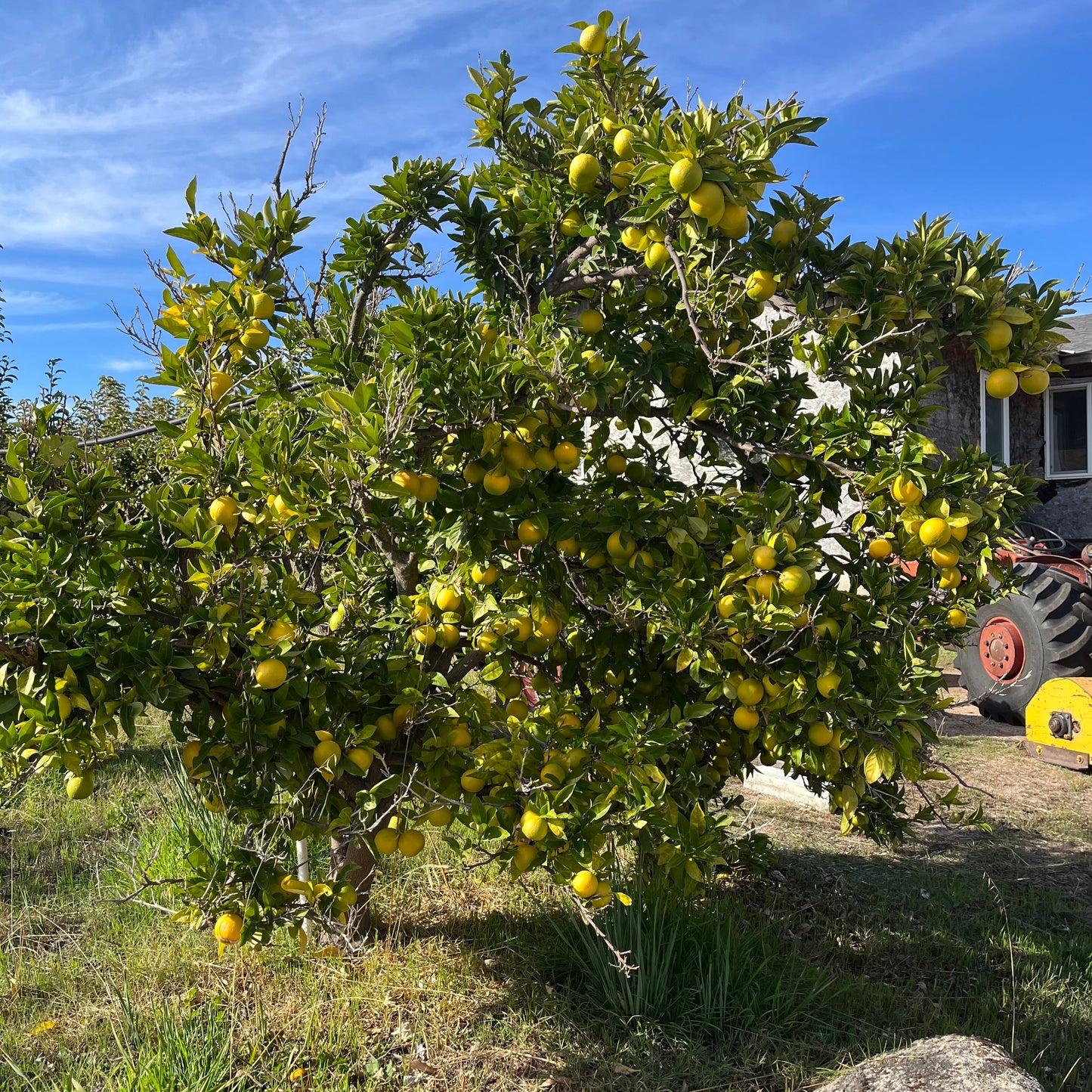 Orange Tree - Valencia Summer Orange