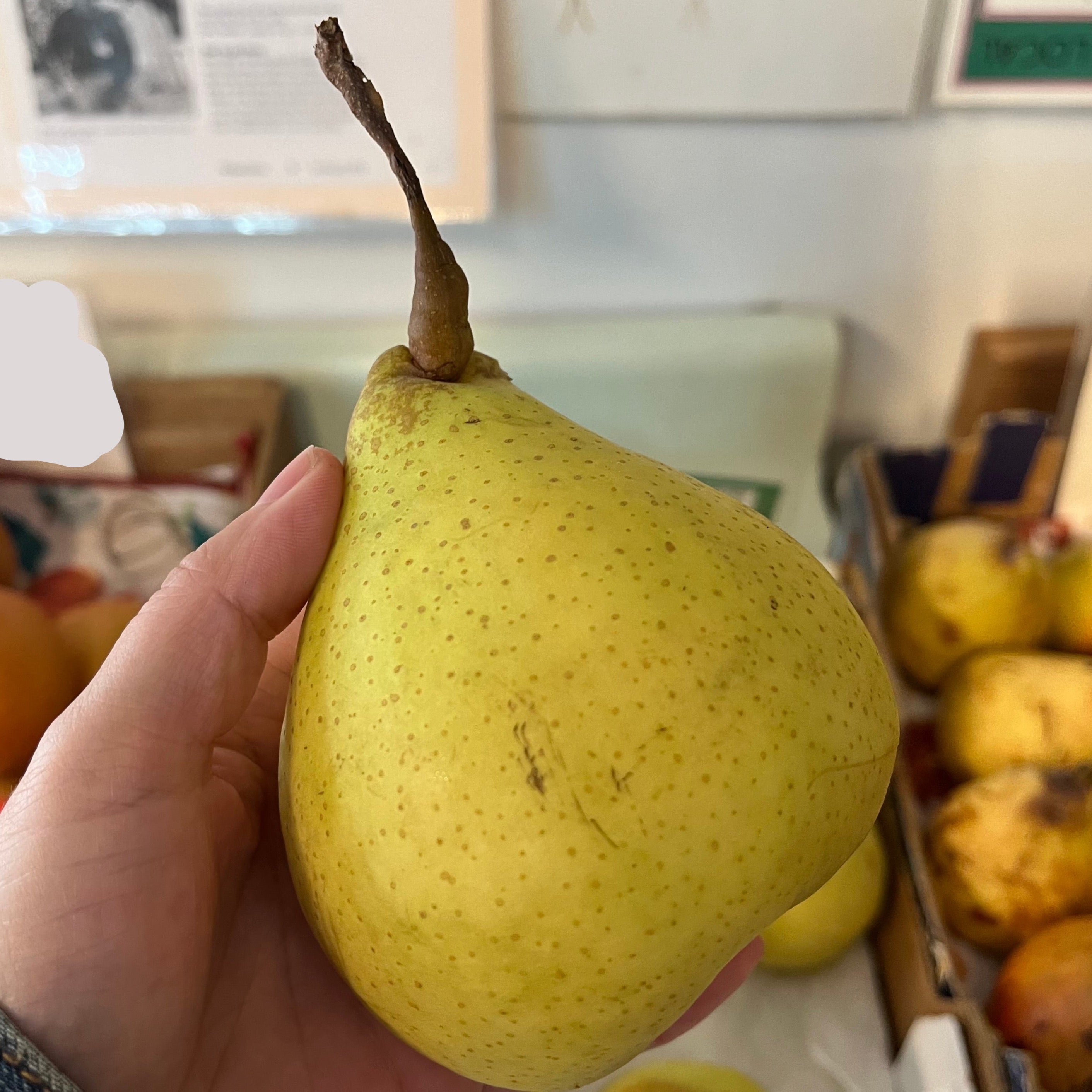 Ya Li Pear Tree