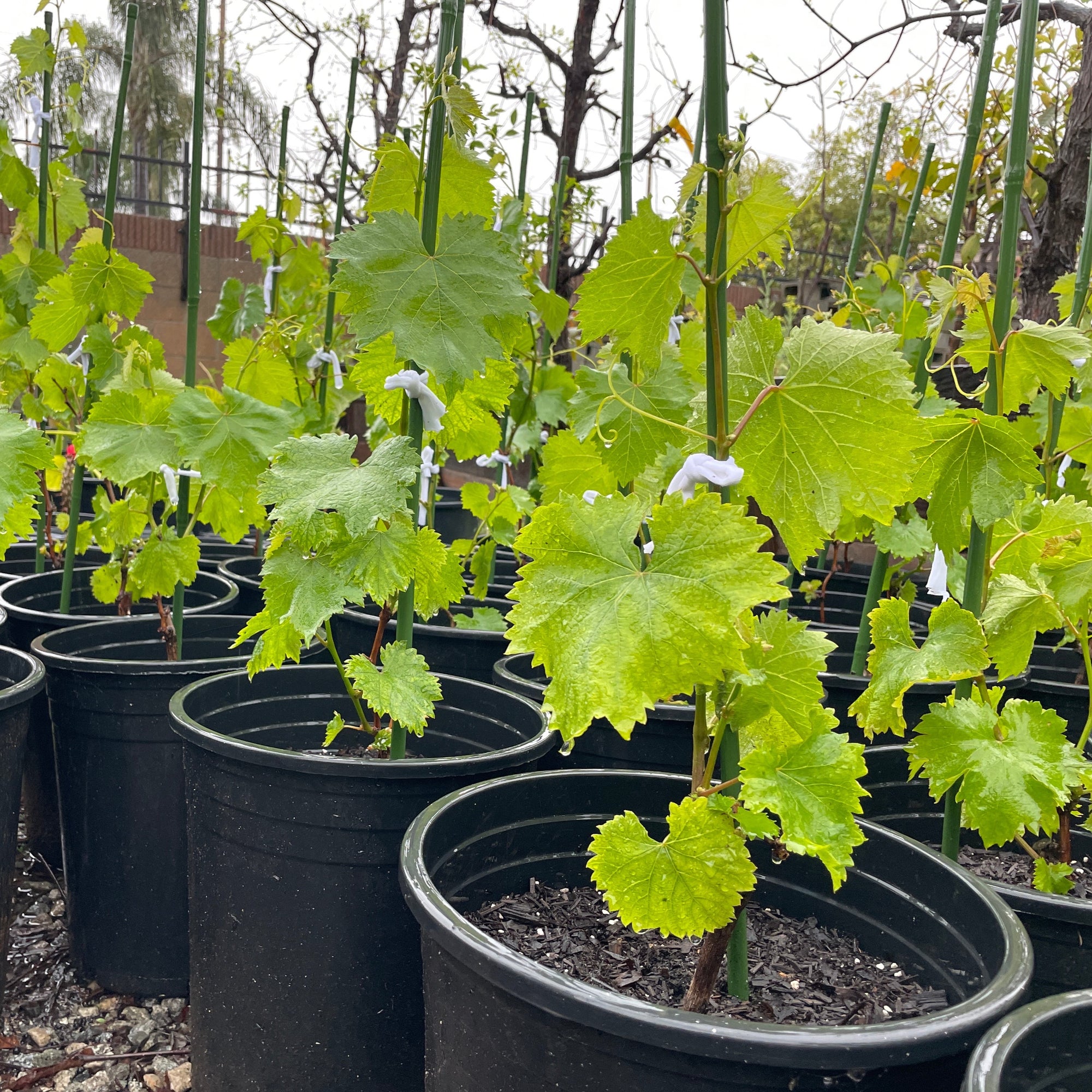 Kyho Grape
