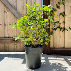 White Osmanthus
