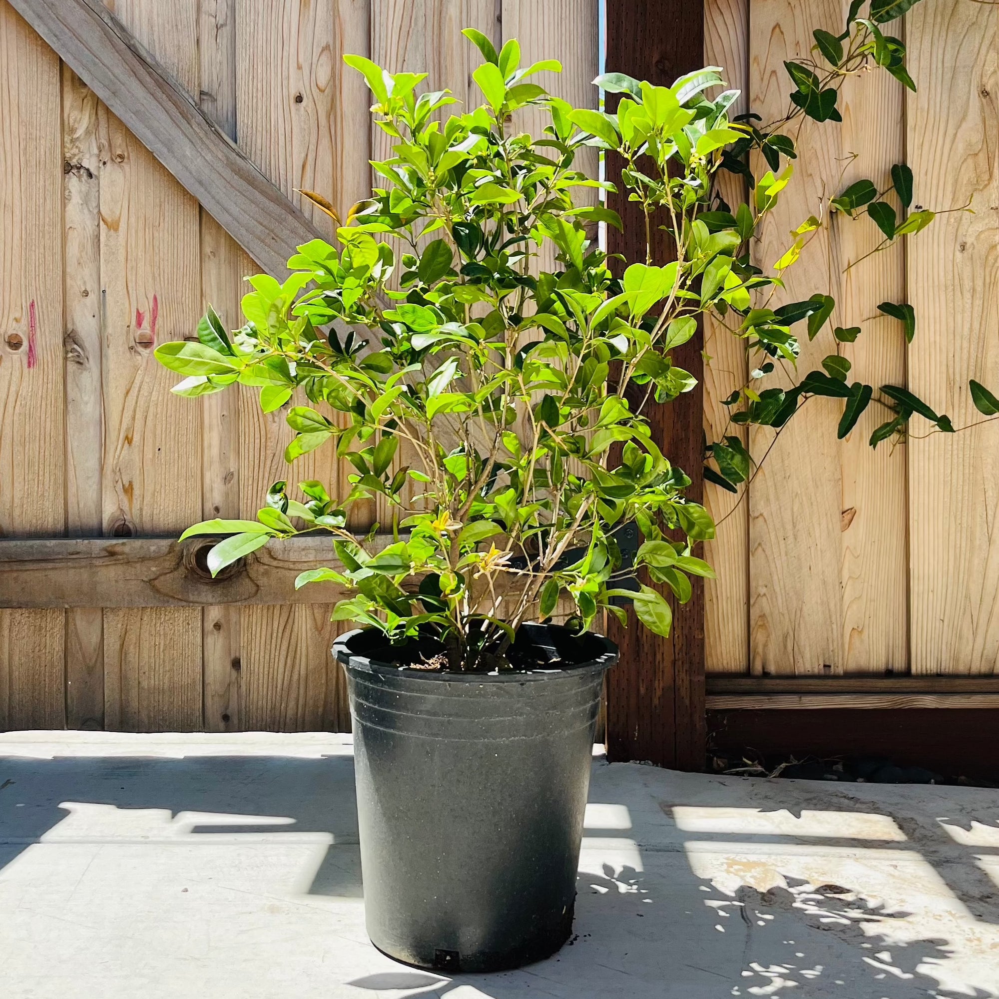 White Osmanthus