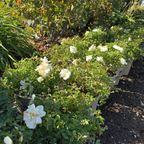 地被月季-花毯白色