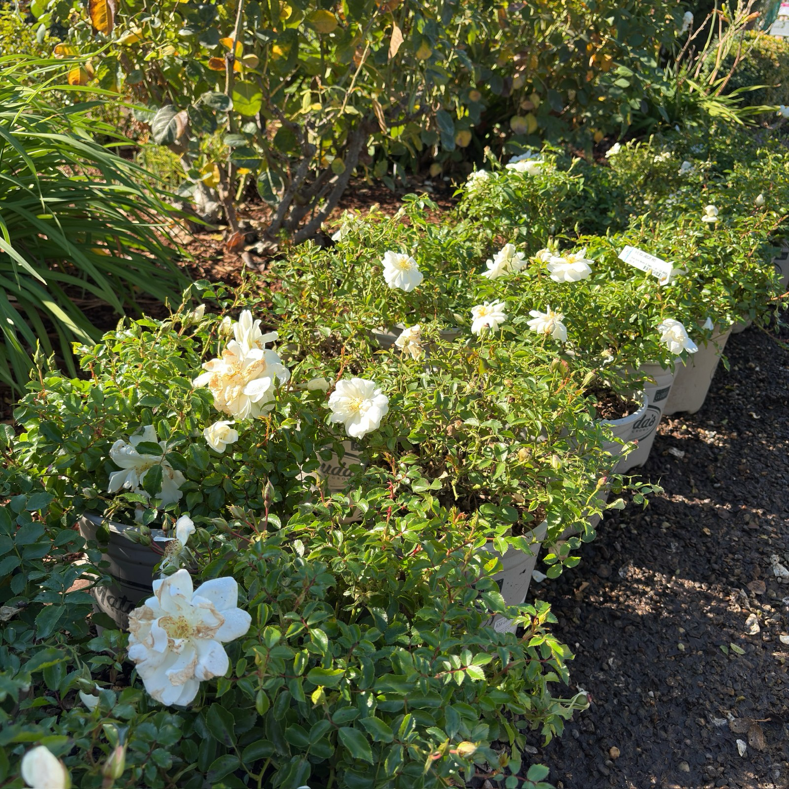 地被月季-花毯白色