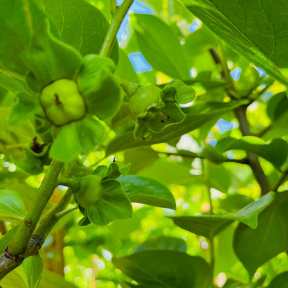 Persimmon Tree - Giant Rich Crisp Persimmon