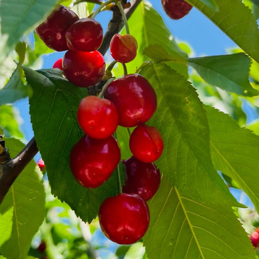 Cherry Trees – Stella Sweet Cherry