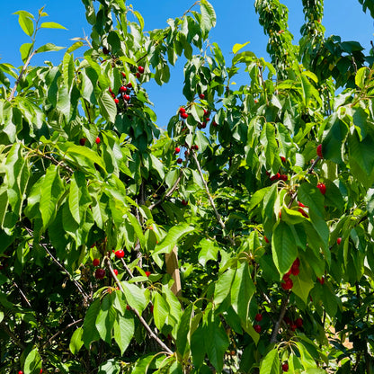 Cherry Tree-Coral Champagne Cherry