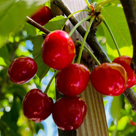 Cherry Tree-Coral Champagne Cherry