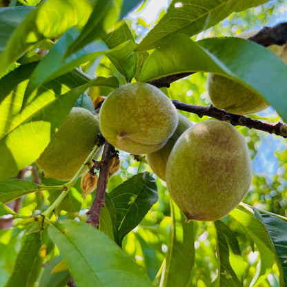 Peach Tree-Red Peach