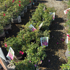 地被月季-花毯粉溅