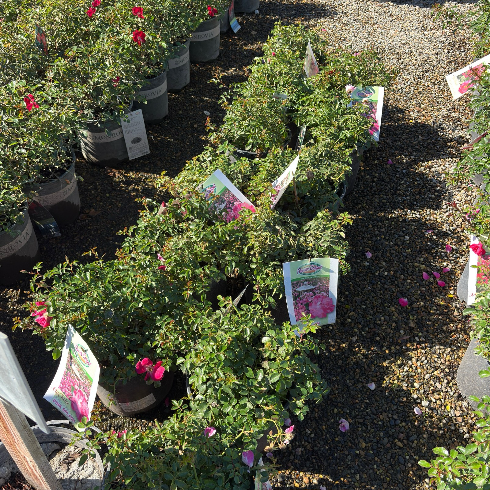 地被月季-花毯粉溅