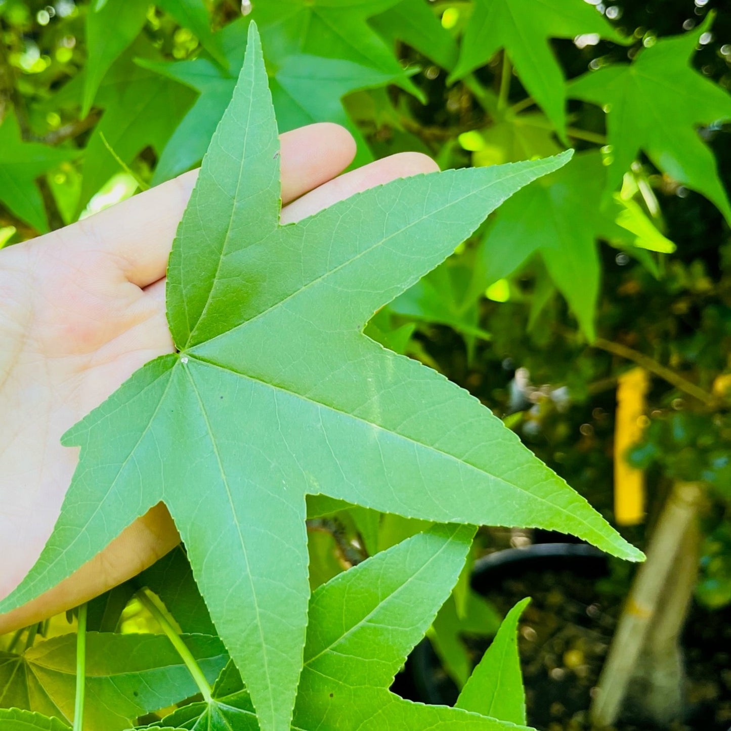 Liquidambar formosana