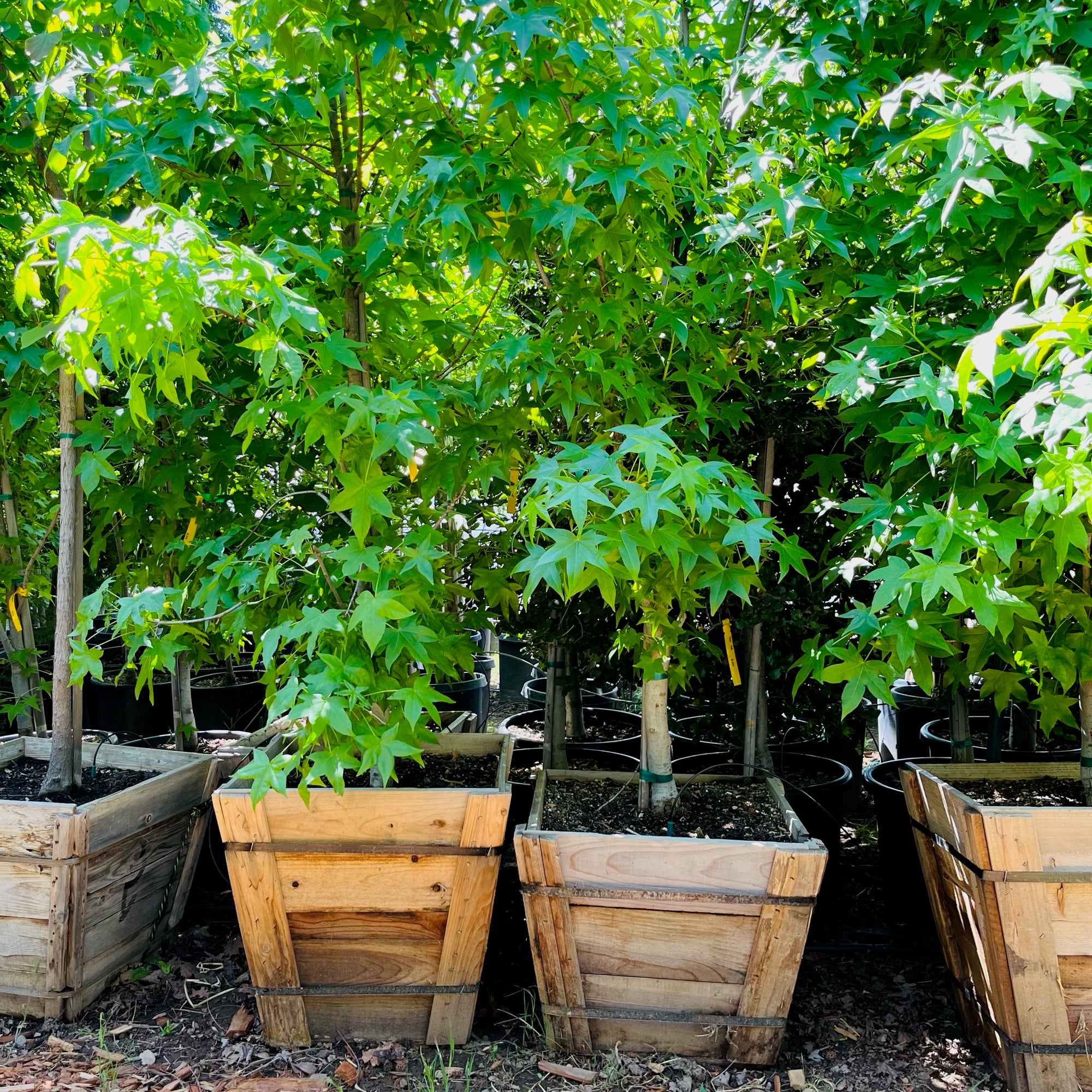 American Sweet Gum