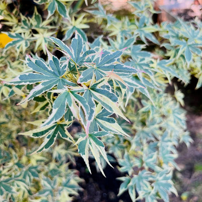 Acer palmatum-Butterfly Japanese Maple